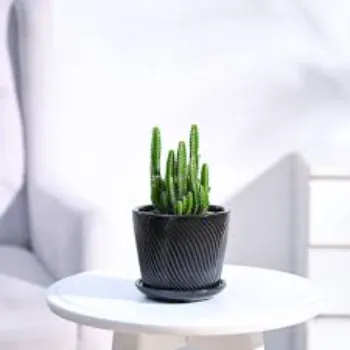 Cactus Plants